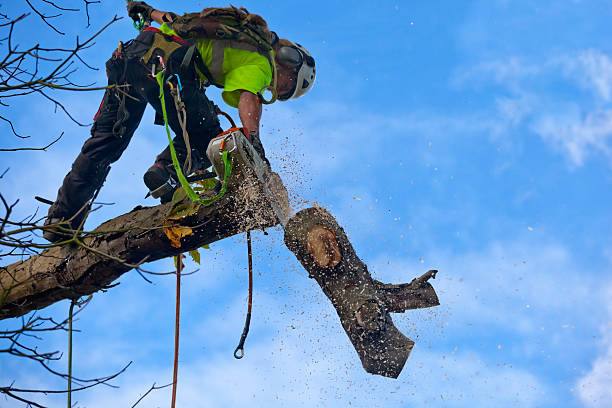 Professional Tree Care in Brownsville, TX